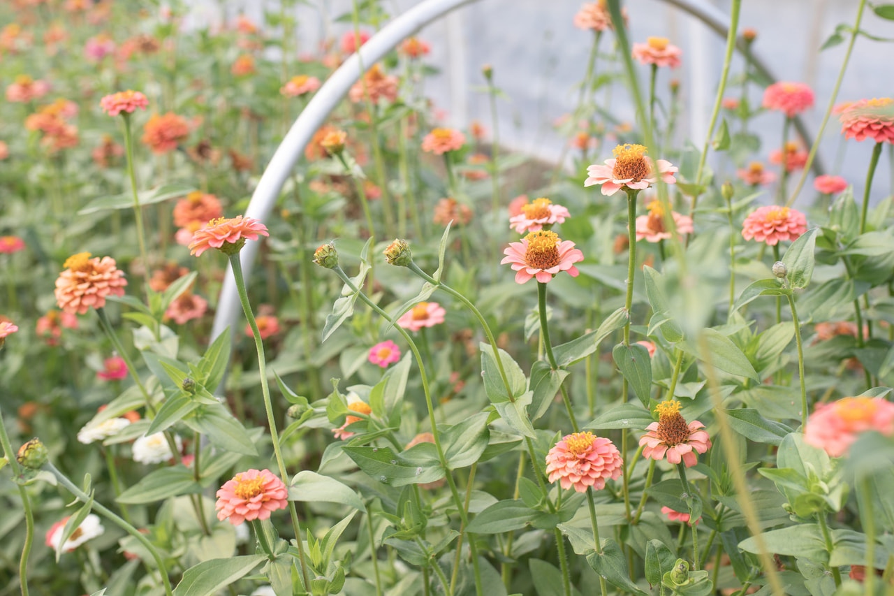 Zinnia Lilliput Salmon, Loukykvět