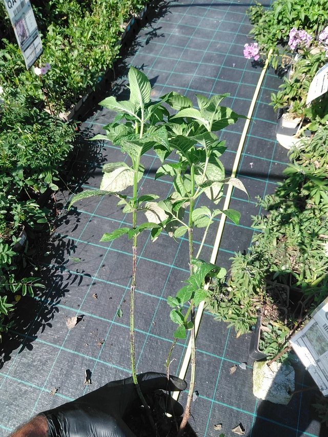 Väriminttu Prärienacht - 19. 8. 2025