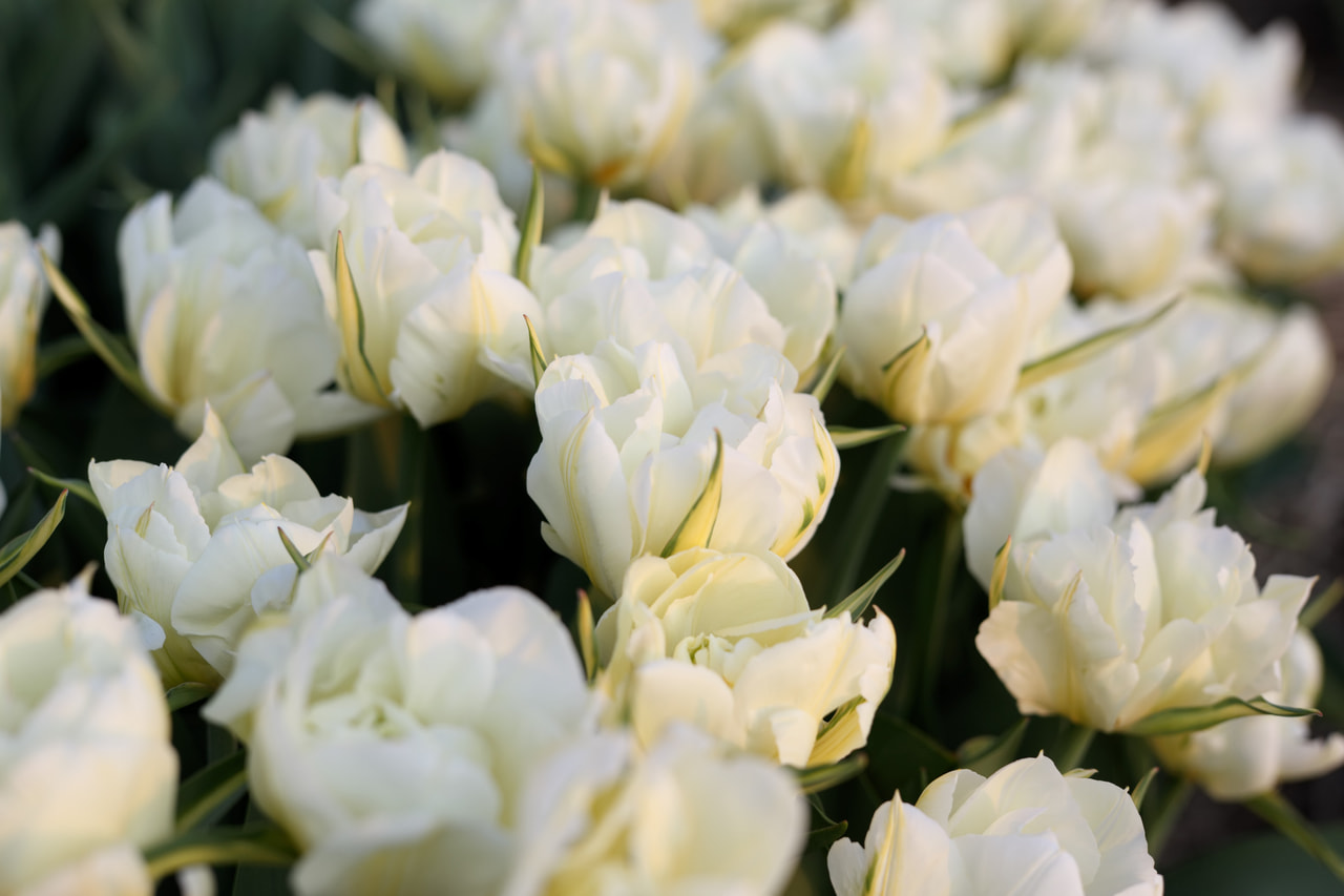 Tulppaani Exotic Emperor, Loukykvět