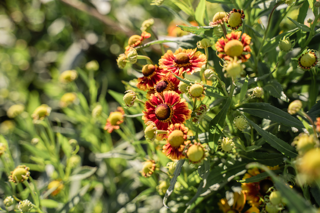 Hohdekukka Helena Red Shades, Loukykvět