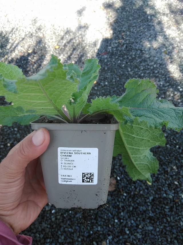 Verbascum Southern Charm - 11. 9. 2025