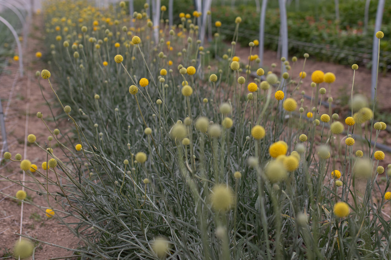 Kultahehkupallo, Loukykvět