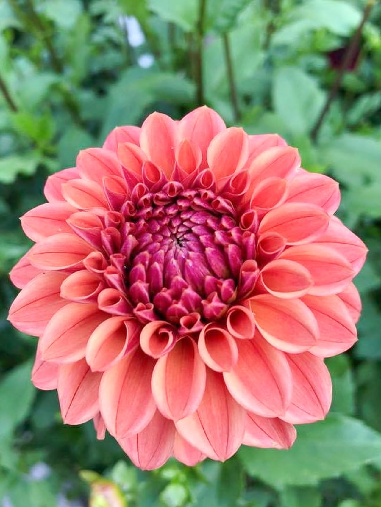 Daalia Iced Tea, Loukykvět