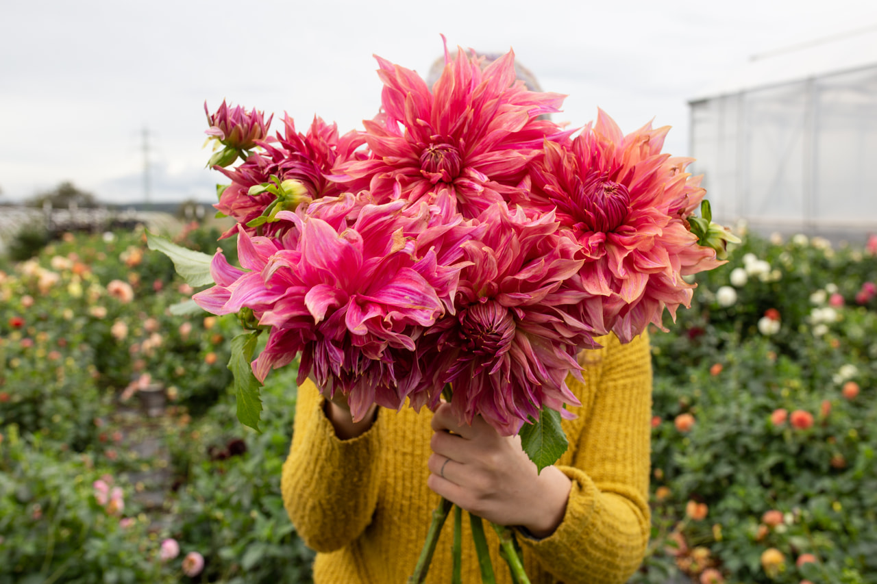 Daalia Penhill Dark Monarch, Loukykvět