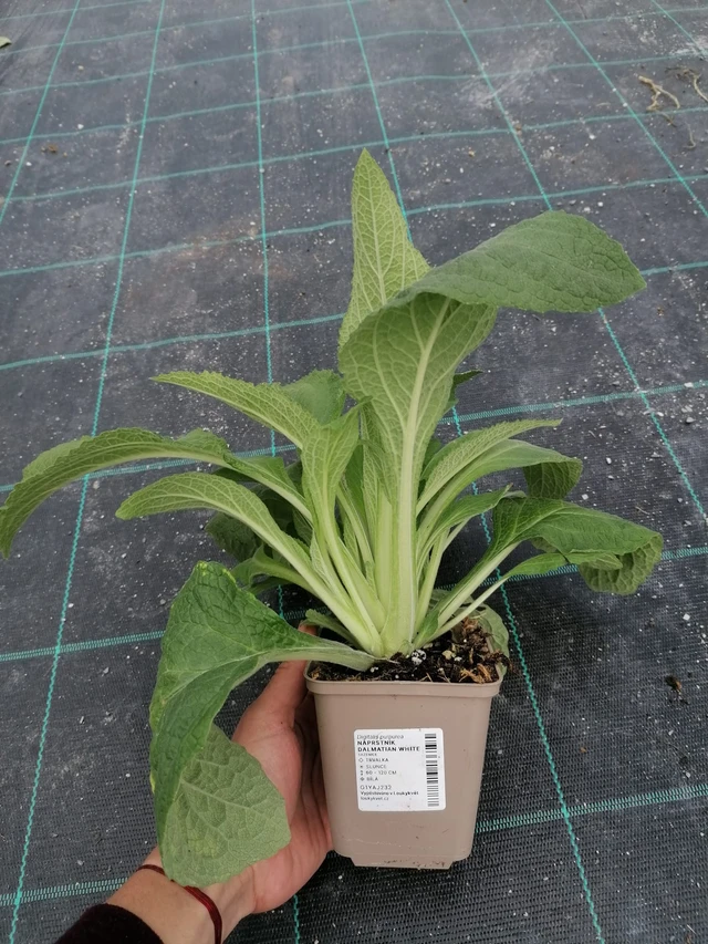 Sormustinkukka Dalmatian White - 2024