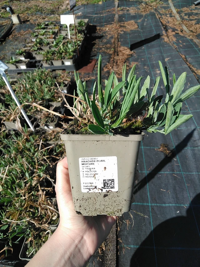 Tuoksuherne Pearl Mixture - 7. 4. 2026