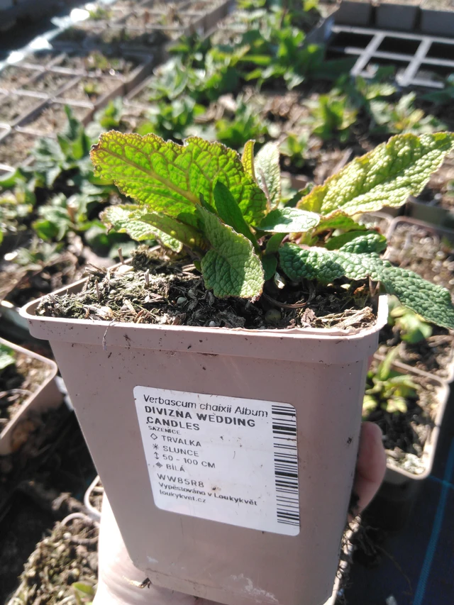 Verbascum Wedding Candles - 3. 4. 2025