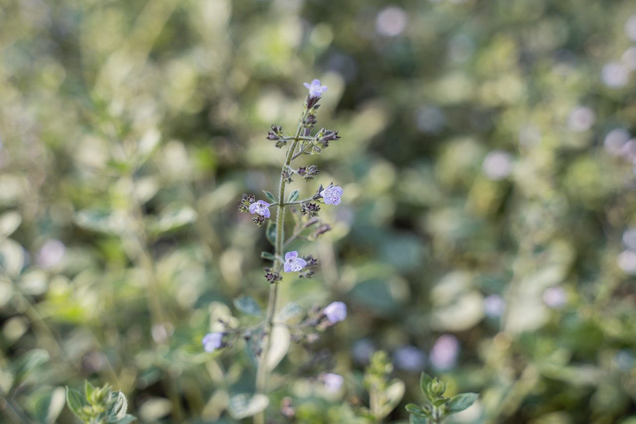 Käenminttu Lila Riese, Loukykvět