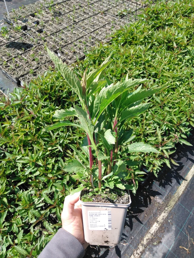 Verbena Pink Spires - 13. 5. 2025