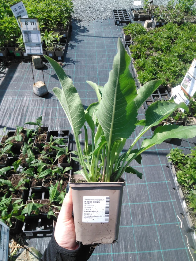 Preeriahelmikki - 13. 5. 2025