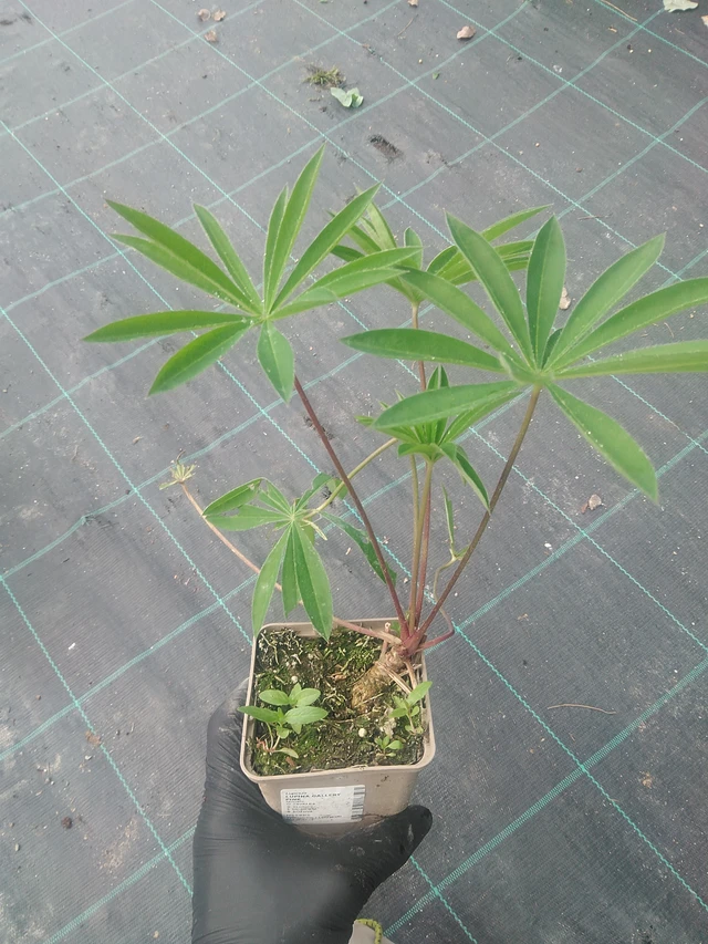 Lupiini Gallery Pink - 10. 9. 2025