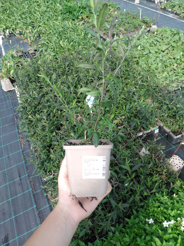 Asteri Lady in Black - 2024