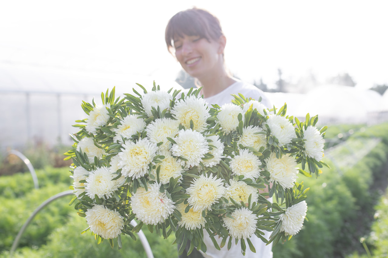 Kiinanasteri Lady Coral Cream White, Loukykvět