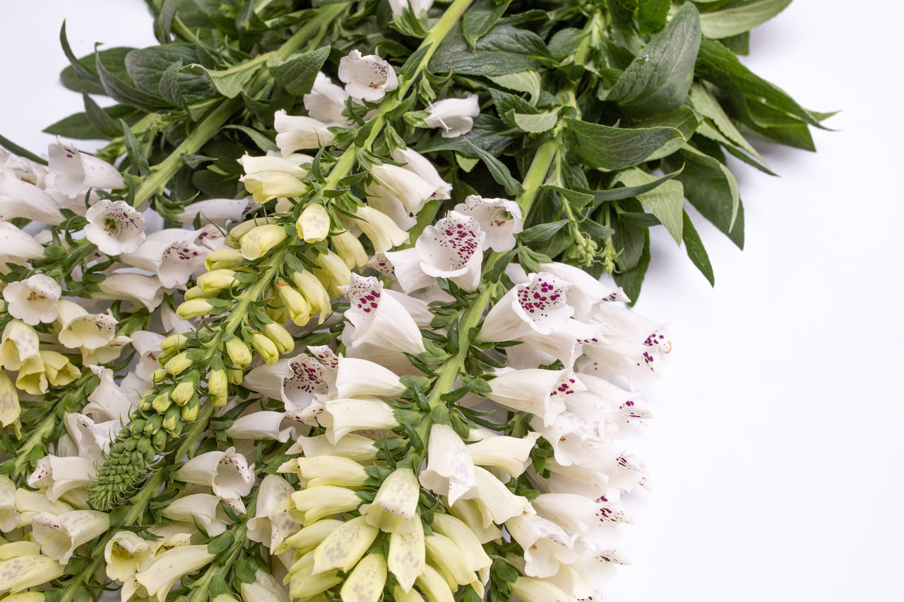 Sormustinkukka Dalmatian White, Loukykvět