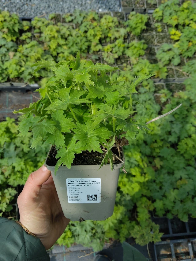 Delphinium Magic Fountains Deep Rose (White Bee) - 21. 4. 2026