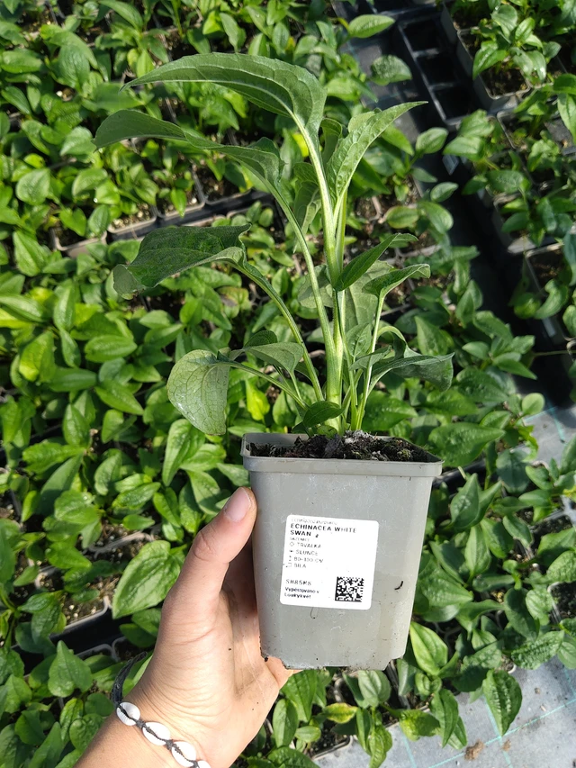 Echinacea White Swan - 11. 8. 2026