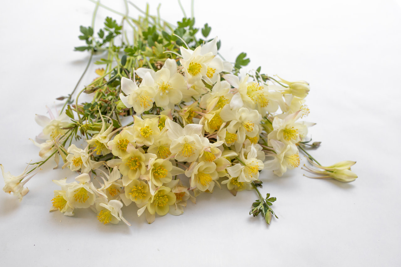 Aguileña Kristall, Loukykvět