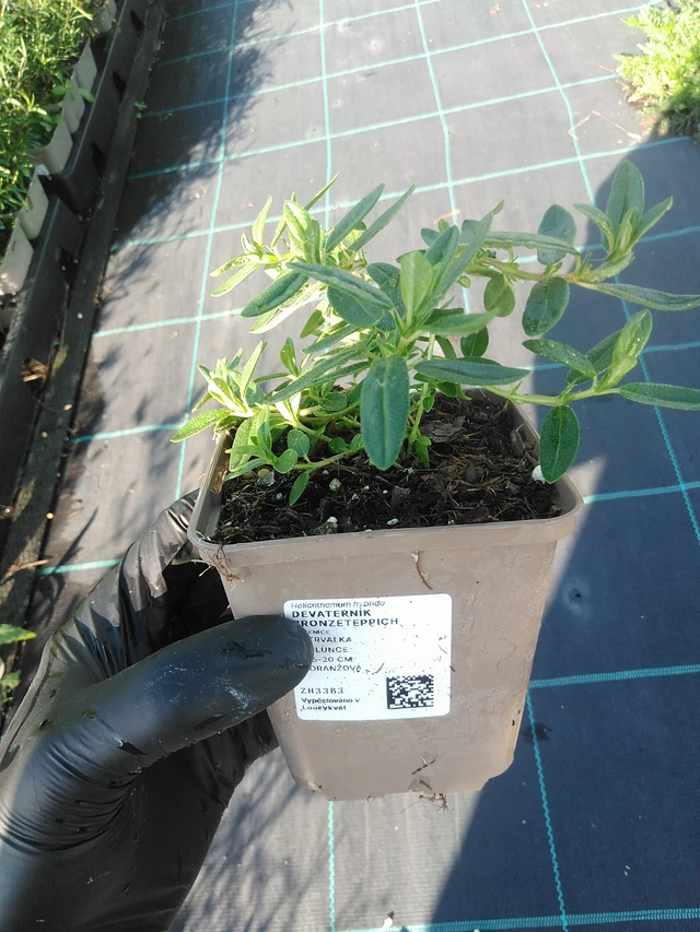 Päivännouto Bronzeteppich - 1. 9. 2025