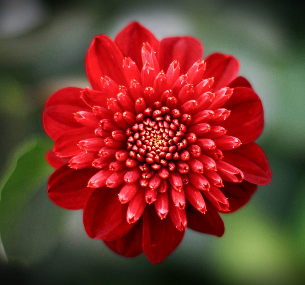 Dalia Comet, Loukykvět