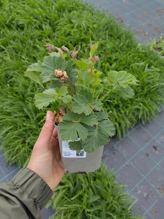 Kuklík Mai Tai - 13. 5. 2026