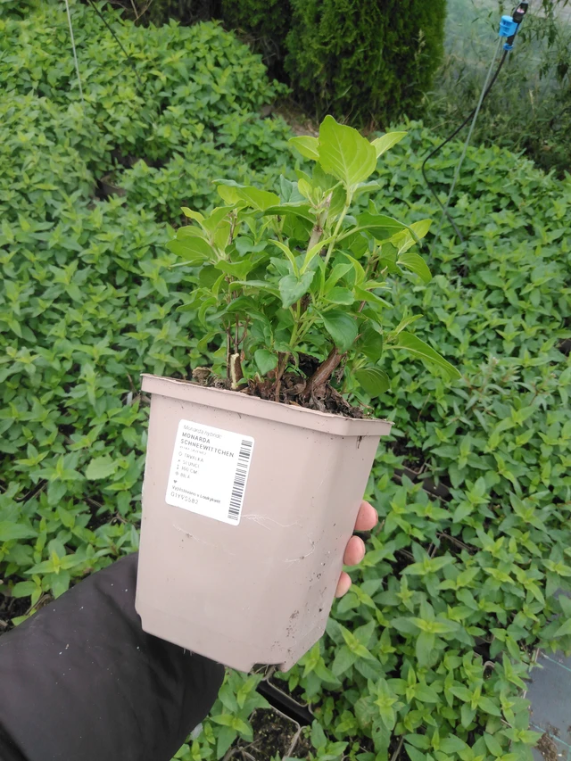 Väriminttu Schneewittchen - 2024