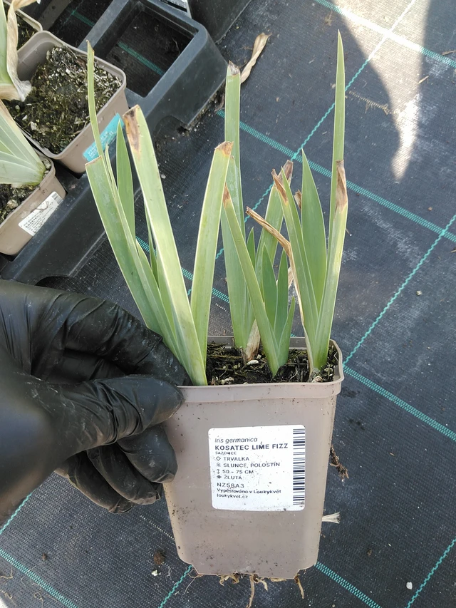 Kurjenmiekka Lime Fizz - 19. 8. 2025