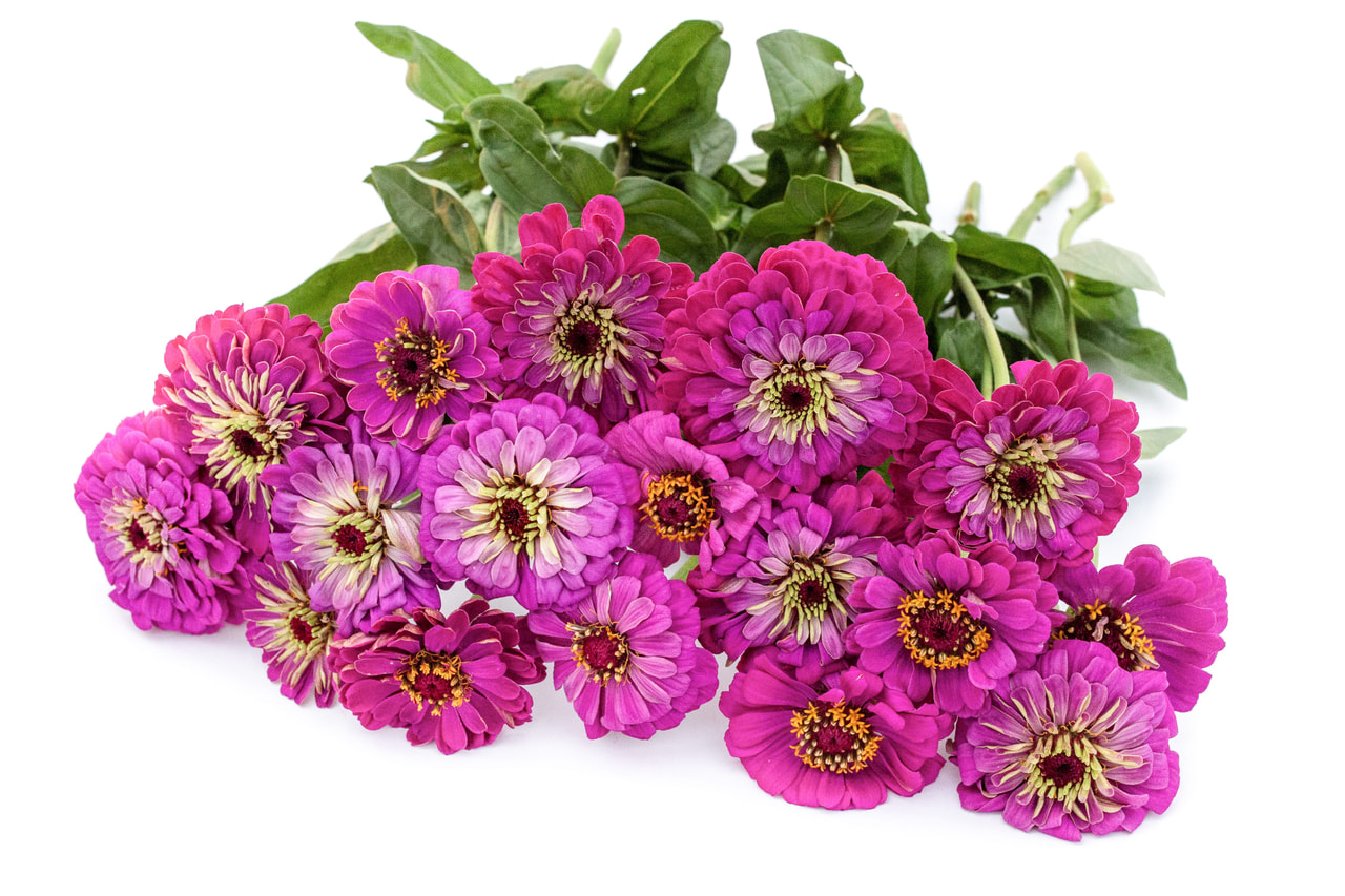 Tsinnia Super Yoga Purple, Loukykvět