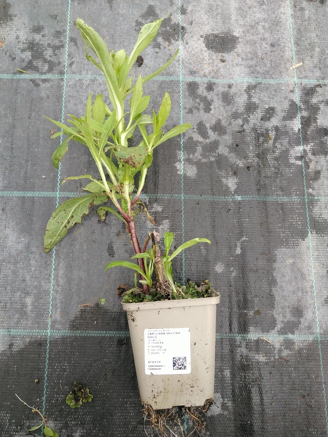 Hohdekukka Helena Gold - 10. 9. 2025