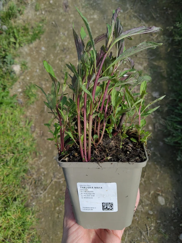 Thaiminttu - 27. 3. 2026