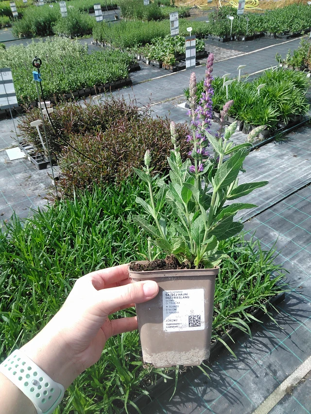 Salvia nemorosa Ostfriesland - 2. 6. 2026