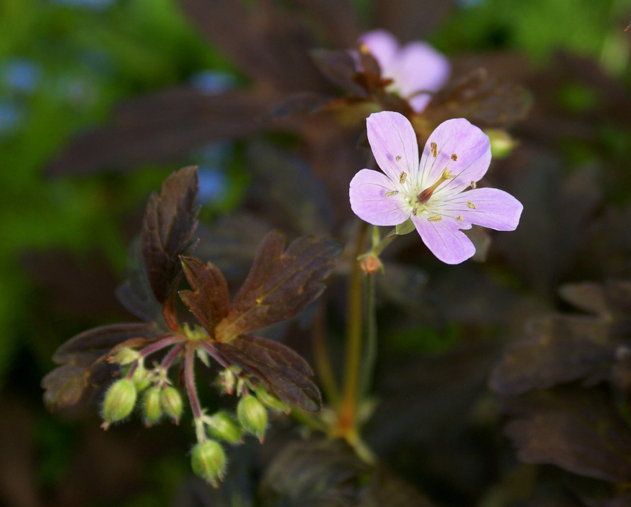 Täpläkurjenpolvi Espresso, Loukykvět