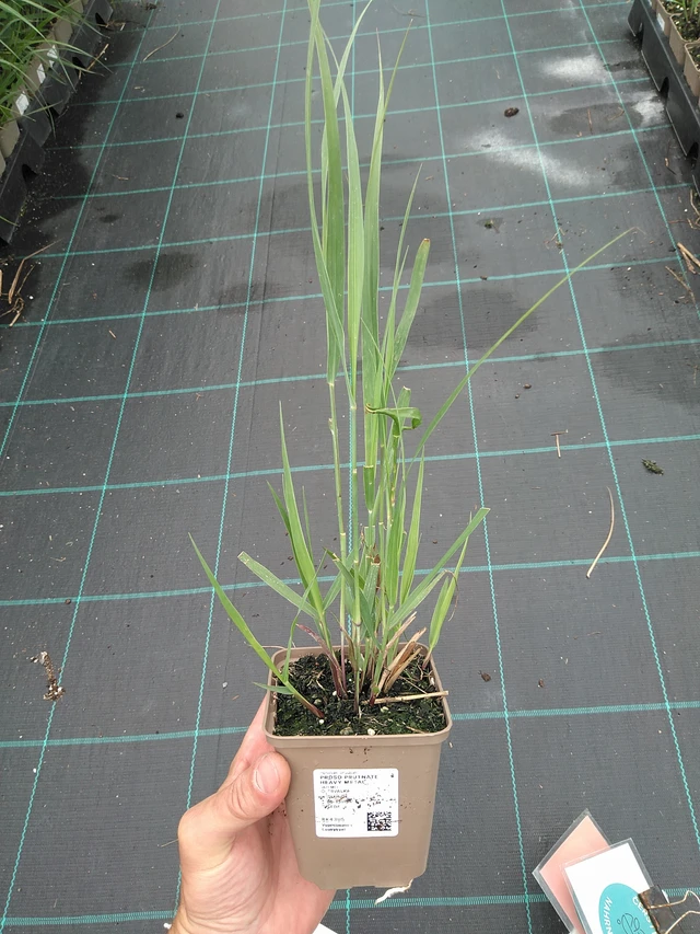 Virginianhirssi Heavy Metal - 21. 7. 2025