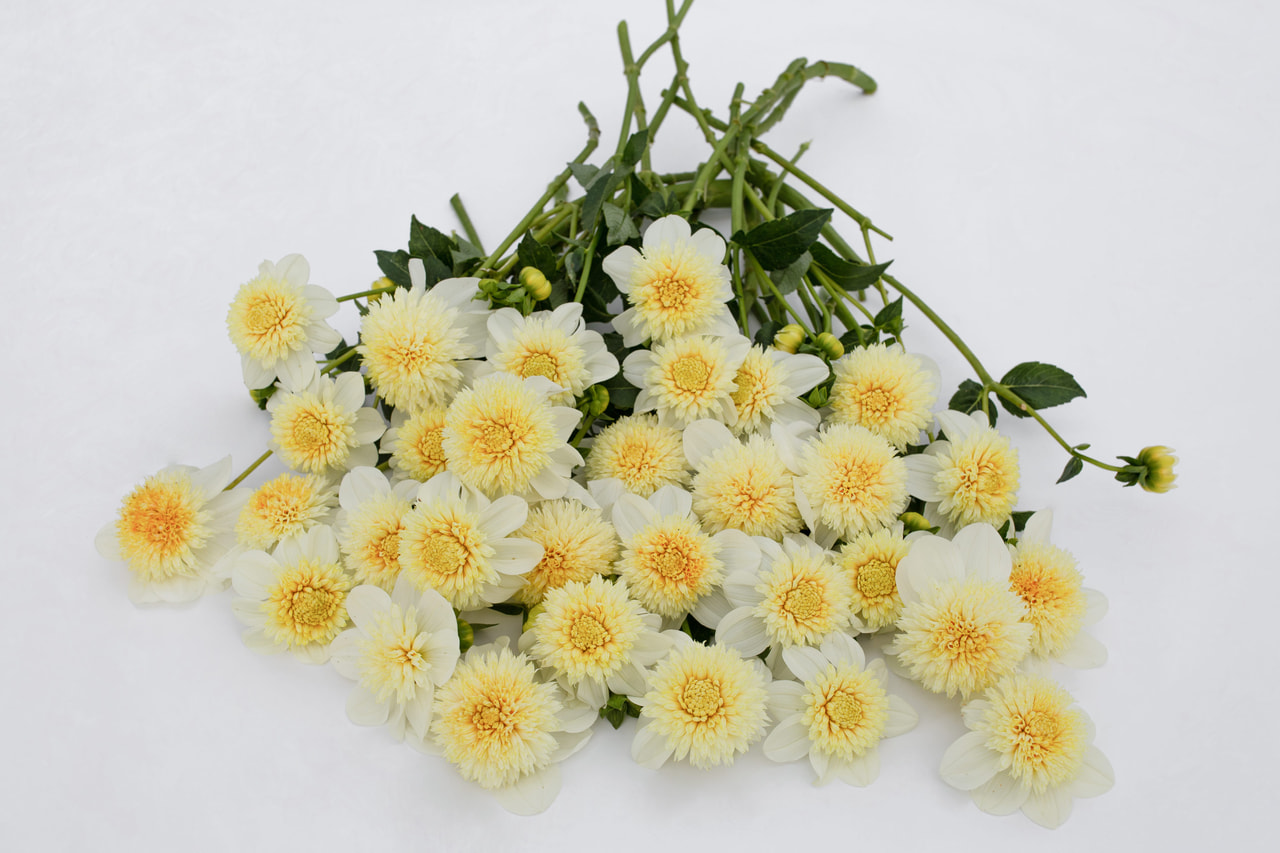 Daalia Platinum Blonde, Loukykvět