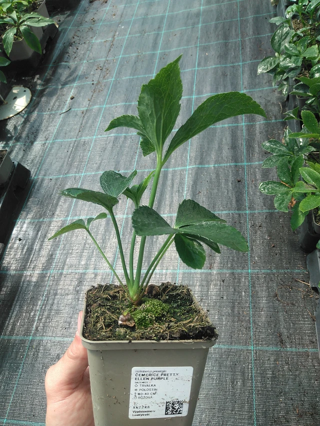 Jouluruusu Pretty Ellen Purple - 24. 6. 2025