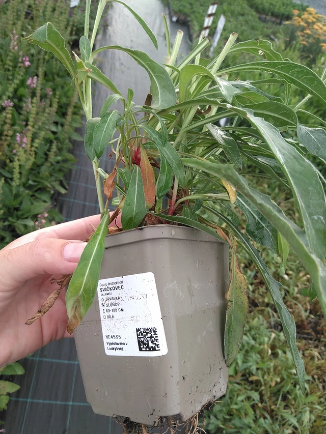 Kesäkynttilä - 11. 7. 2025