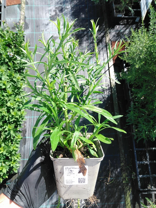 Asteri Pearla - 19. 8. 2025