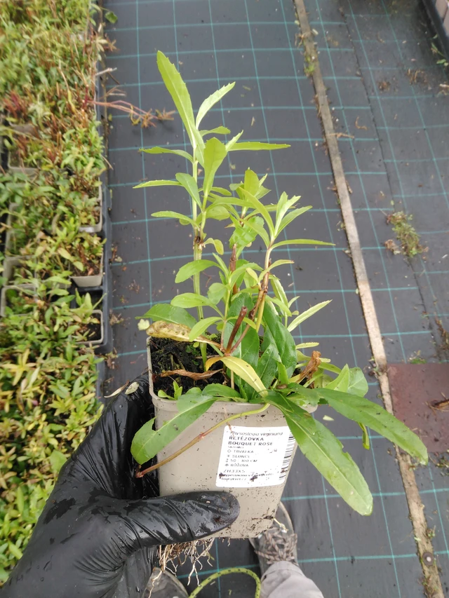 Kellopeippi Bouquet Rose - 23. 10. 2025