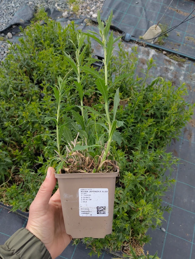 Aster du Japon Alba - 13. 5. 2026