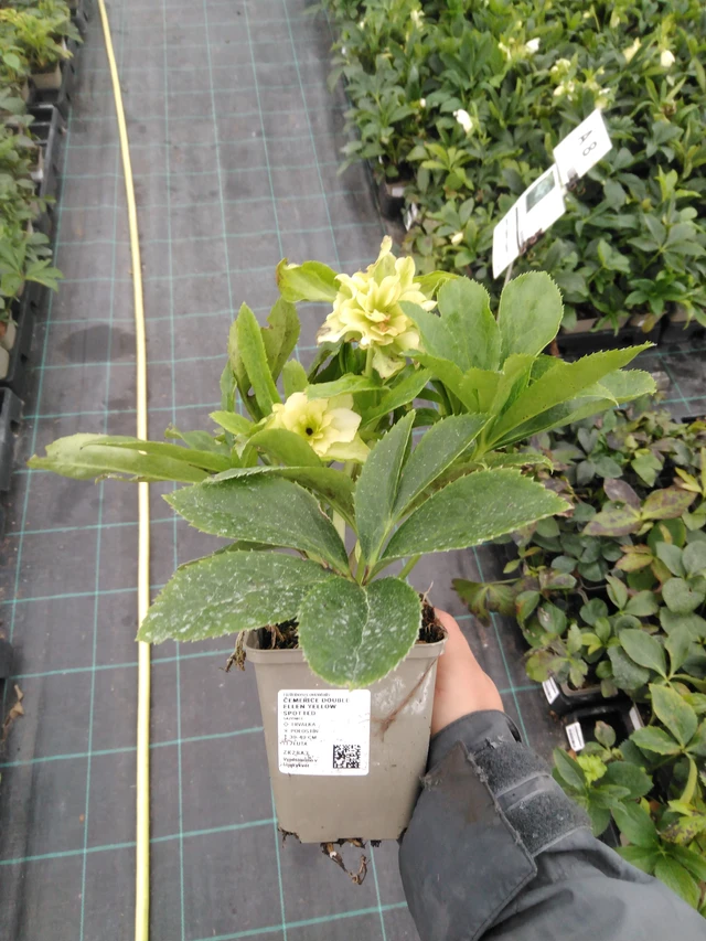 Jouluruusu Double Ellen Yellow Spotted - 10. 9. 2025