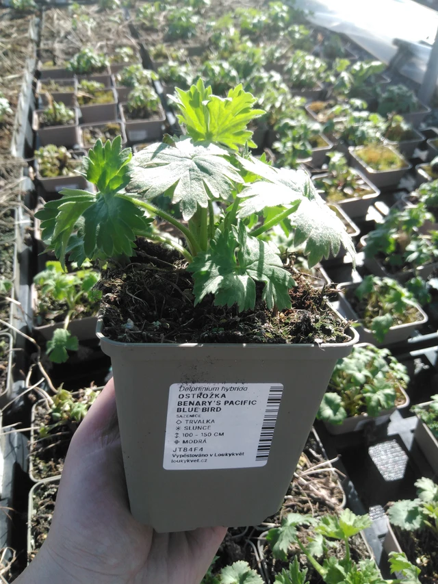 Ritarinkannus Benary’s Pacific Blue Bird - 3. 4. 2025