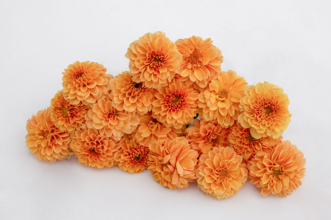 Daalia Ralphie, Loukykvět