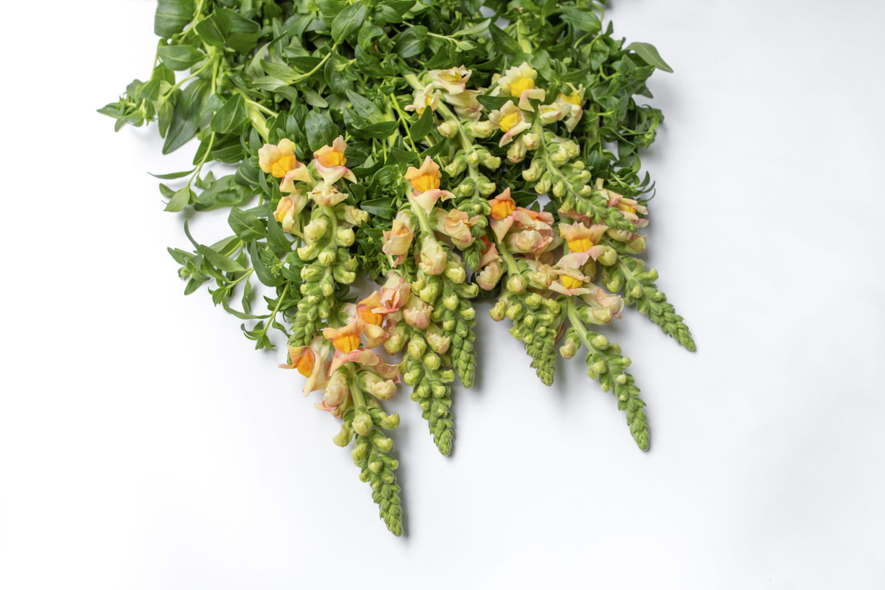 Leijonankita Costa Apricot, Loukykvět