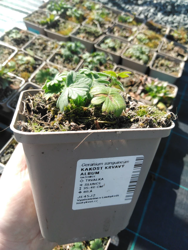 Bloody Cranesbill Album - 3. 4. 2025