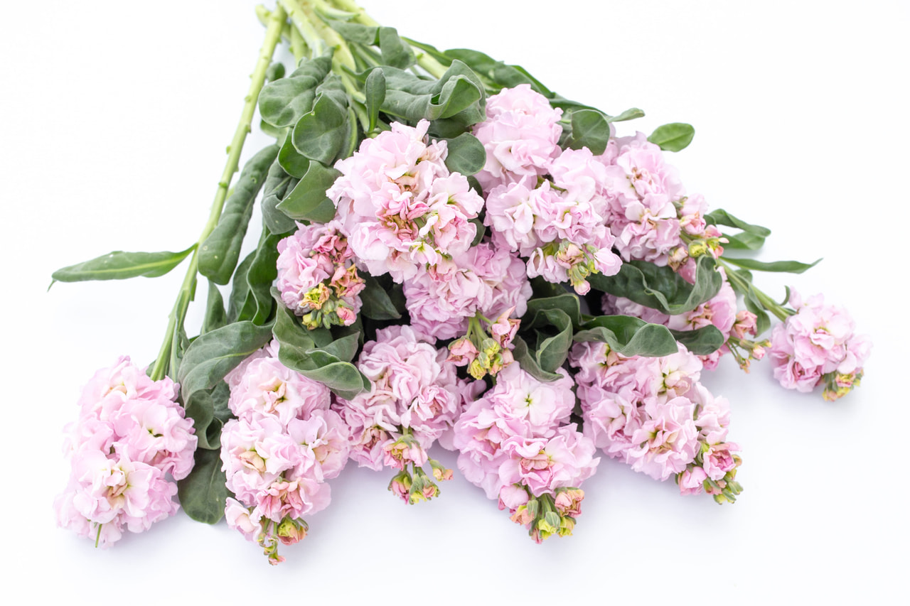 Stock Iron Cherry Blossom, Loukykvět