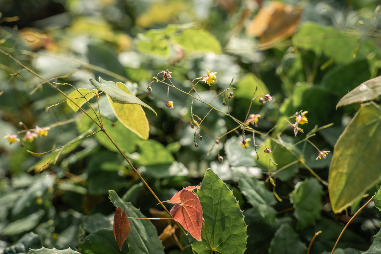 Epimedium Lilac Bicolor, Loukykvět
