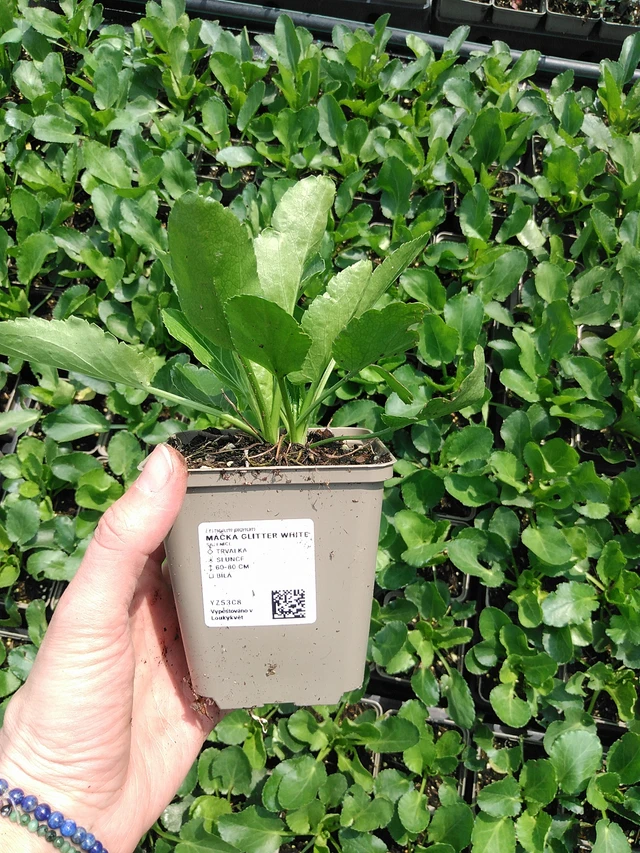 Eringio Glitter White - 9. 6. 2025