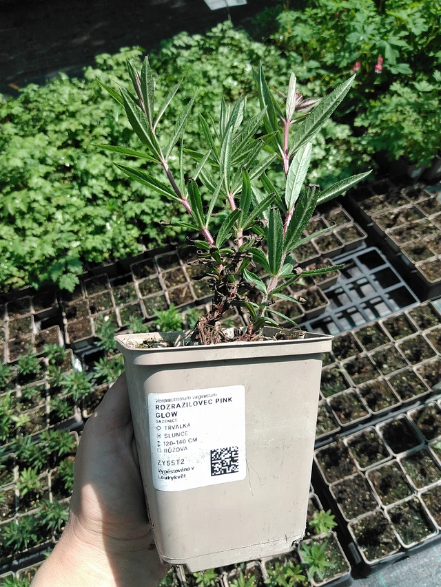 Tädykearvio Pink Glow - 13. 5. 2025