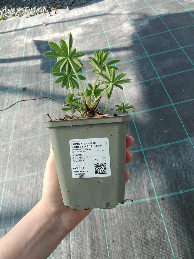 Lupiini Band of Nobles Kastellan - 7. 4. 2026