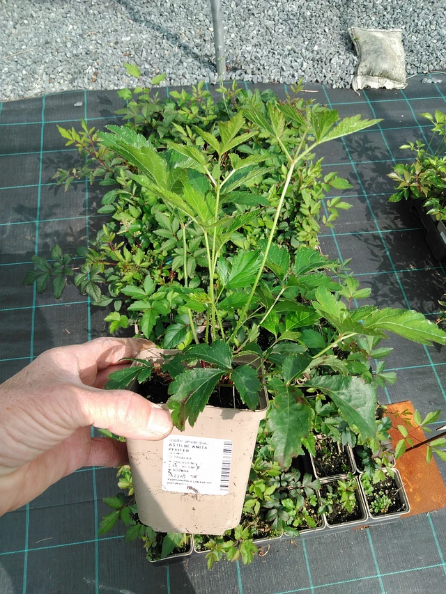 Jaloangervo Anita Pfeifer - 9. 6. 2025