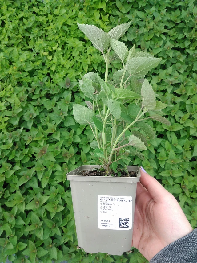 Iiso Alabaster - 9. 6. 2025